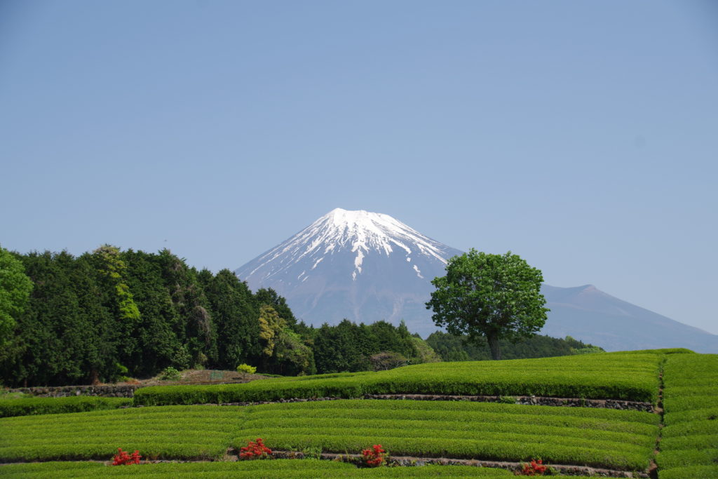 笹場からの富士山